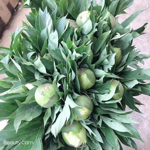 芍药.芭茨拉 商品图0