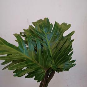 配叶-小天使-10枝/扎