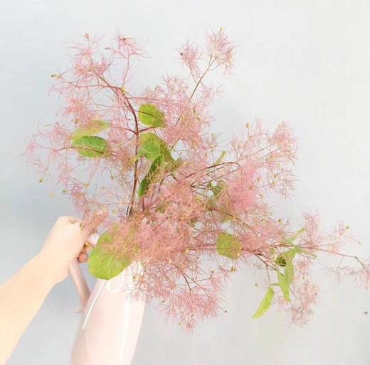 雾中情人,若干枝/扎 - 阅花鲜花