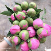 芍药·重瓣（蓝富士 ） 商品缩略图0