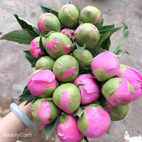 芍药·重瓣（蓝富士 ）