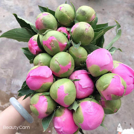 芍药·重瓣（蓝富士 ） 商品图0