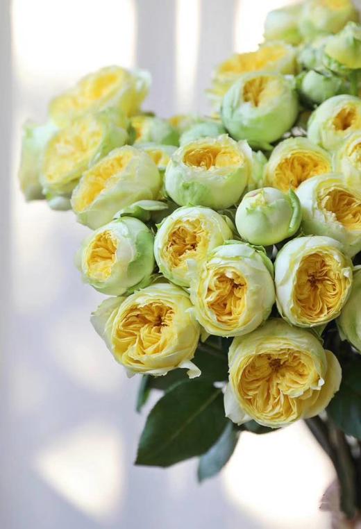 昆明玫瑰多头凯特琳娜10支扎bc级