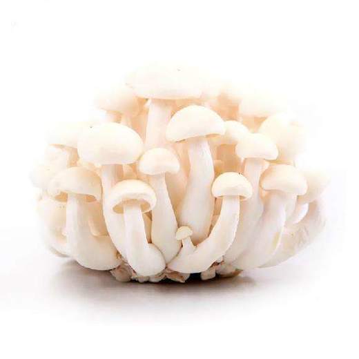 散白玉菇约100斤