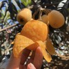 【出口级-四川高山米易长丸枇杷】2盒/箱，约1.4斤，出口级，纯甜无酸 商品缩略图2