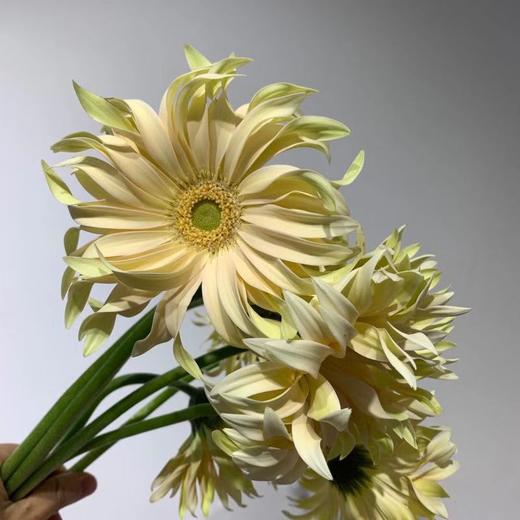 【荷兰进口】卷边弗朗，香槟色，5支/扎 商品图0