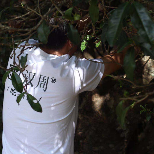 夏天冷泡茶//永德大雪山千年古树野生月光白茶2024春50g 商品图11