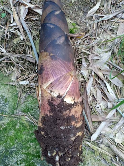 浙江临安新鲜羊毛笋付款后三天内发货每箱10斤