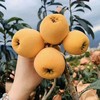 【出口级-四川高山米易长丸枇杷】2盒/箱，约1.4斤，出口级，纯甜无酸 商品缩略图4