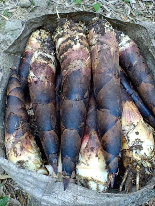 浙江临安新鲜羊毛笋付款后三天内发货每箱10斤