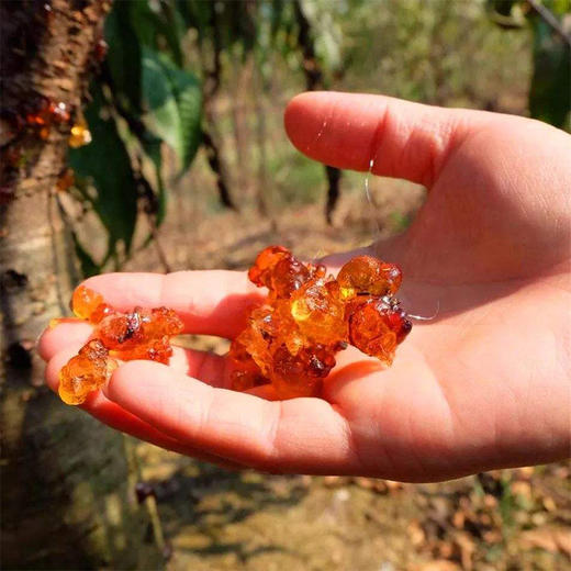 『云南野生桃胶』植物胶质，天然生长 商品图3