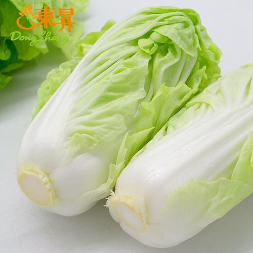 东升黄芽白 包心白菜广州生鲜优先配送300G 商品图1