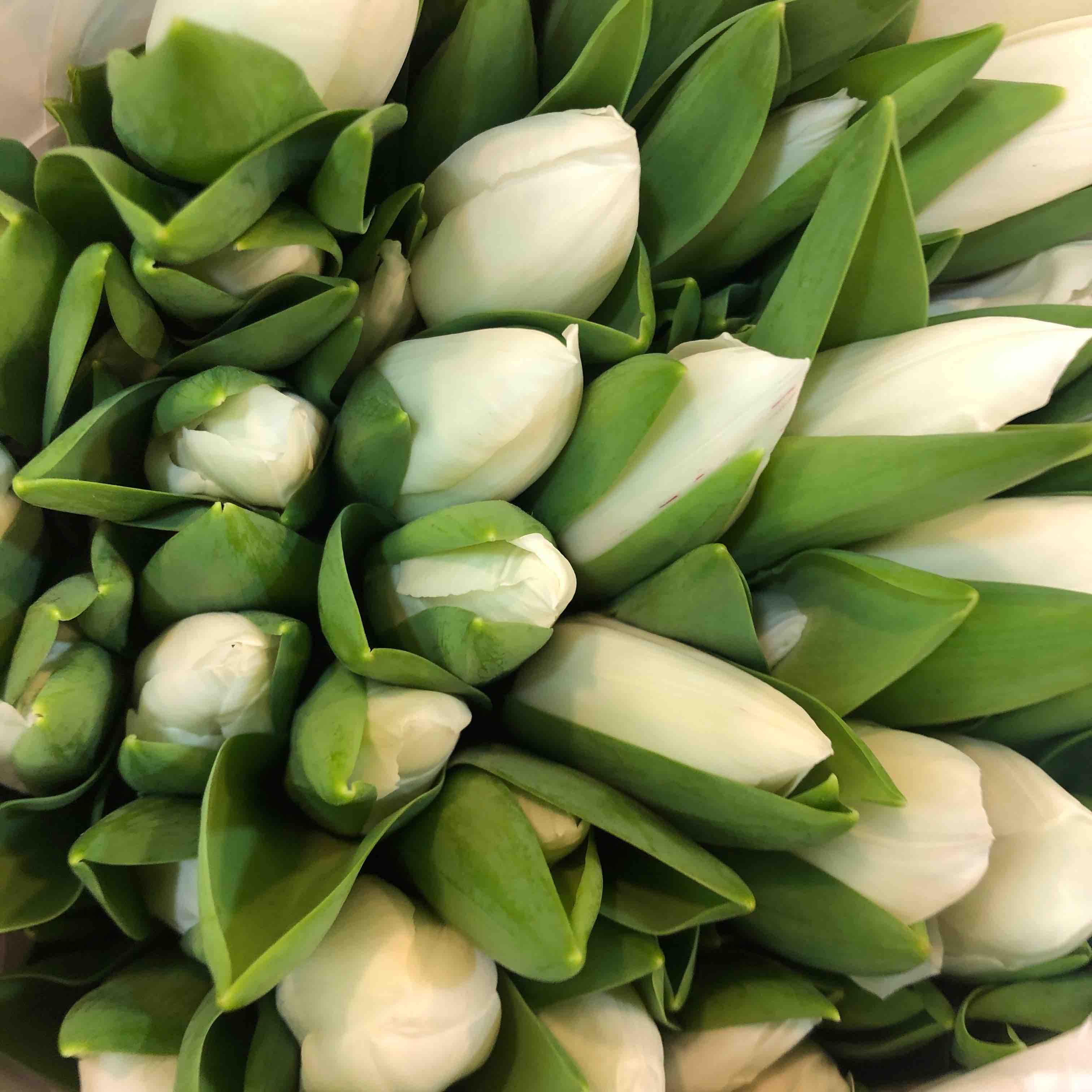 (特价微开)配花-郁金香-白色-10支/扎（国产维珍）