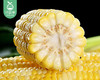 【叼鲜蔬】漳州农家生态甜玉米/1份（800g±50g） 商品缩略图3