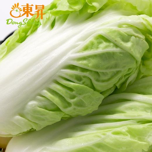 东升黄芽白 包心白菜广州生鲜优先配送300G 商品图3