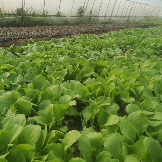 自产/有机种植大白菜秧子 商品图2