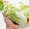 东升黄芽白 包心白菜广州生鲜优先配送300G 商品缩略图4