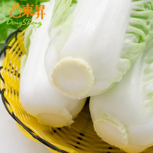 东升黄芽白 包心白菜广州生鲜优先配送300G 商品图2