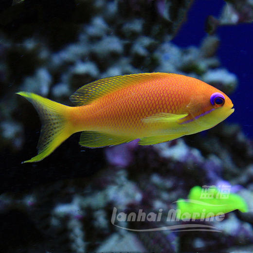 马代蓝眼宝石 母 商品图2