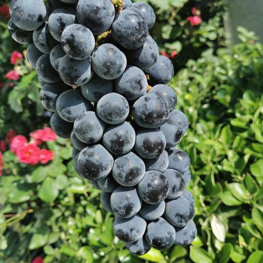 阳光黑玫瑰19斤