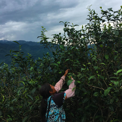 永德梅子箐纯料普洱生茶 2021春 商品图11