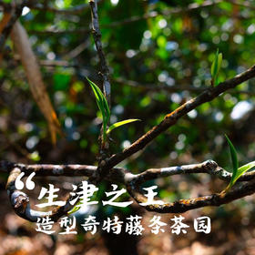 永德梅子箐纯料普洱生茶 2021春