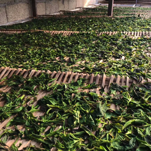 夏天冷泡茶//永德大雪山千年古树野生月光白茶2024春50g 商品图4