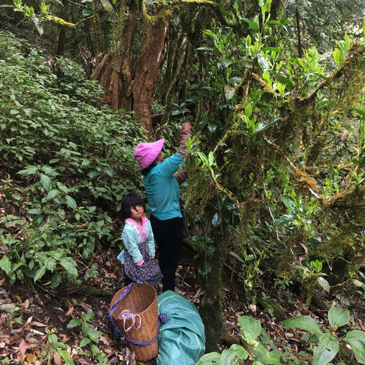 夏天冷泡茶//永德大雪山千年古树野生月光白茶2024春50g 商品图6