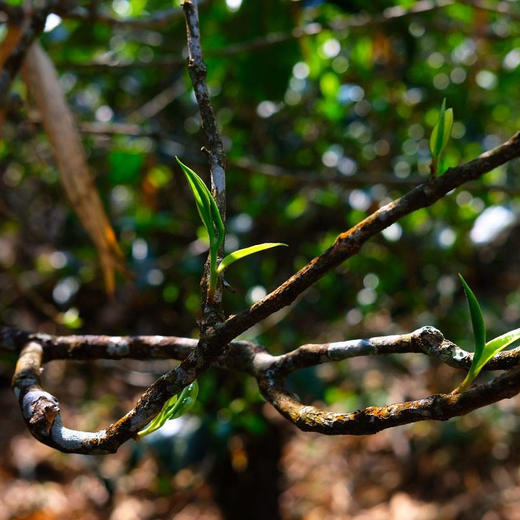 永德梅子箐纯料普洱生茶 2021春 商品图10