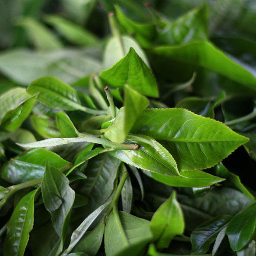 永德梅子箐纯料普洱生茶 2021春 商品图9