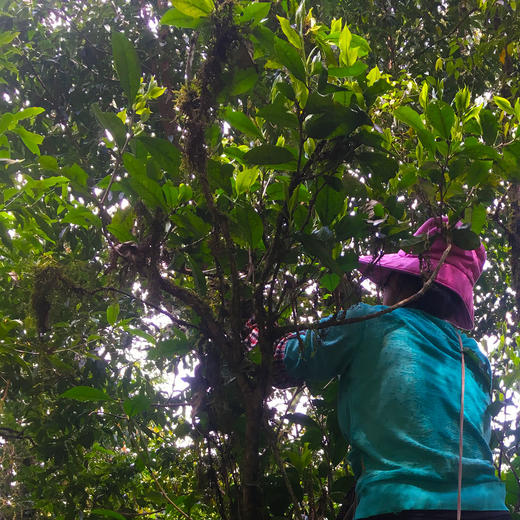 永德大雪山千年古树野生月光白茶2021春200g 手工茶饼 商品图10