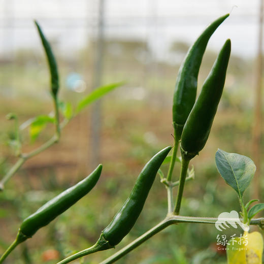 生态小米椒 | 绿家自产*Ecological millet pepper | Self-production 商品图1