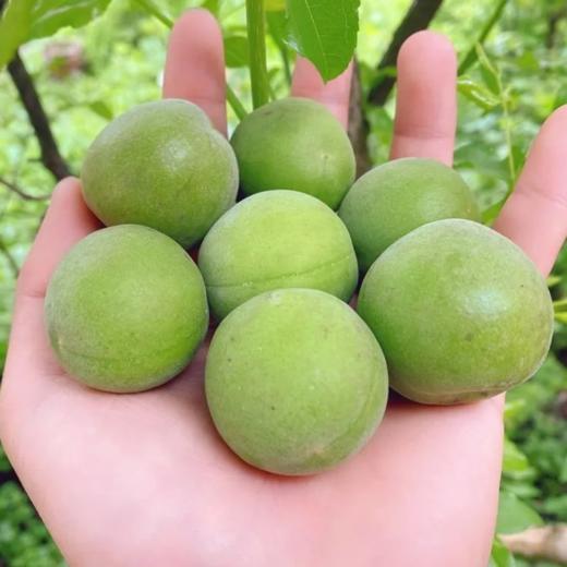 舌尖上的青梅浙江天目高山野生小青梅5斤装自然生长不催熟人工采摘现