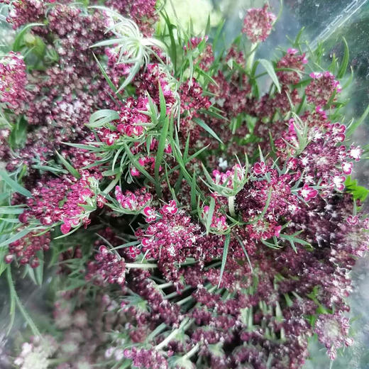 彩色蕾丝 商品图3