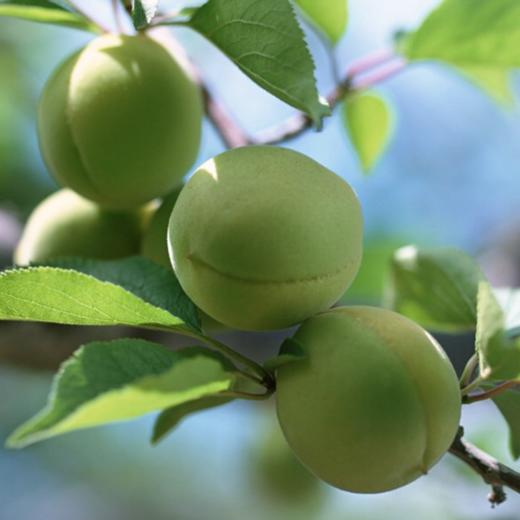 舌尖上的青梅浙江天目高山野生小青梅5斤装自然生长不催熟人工采摘现