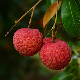 白糖罂荔枝嫩白软滑，平均能达到19°蜜甜