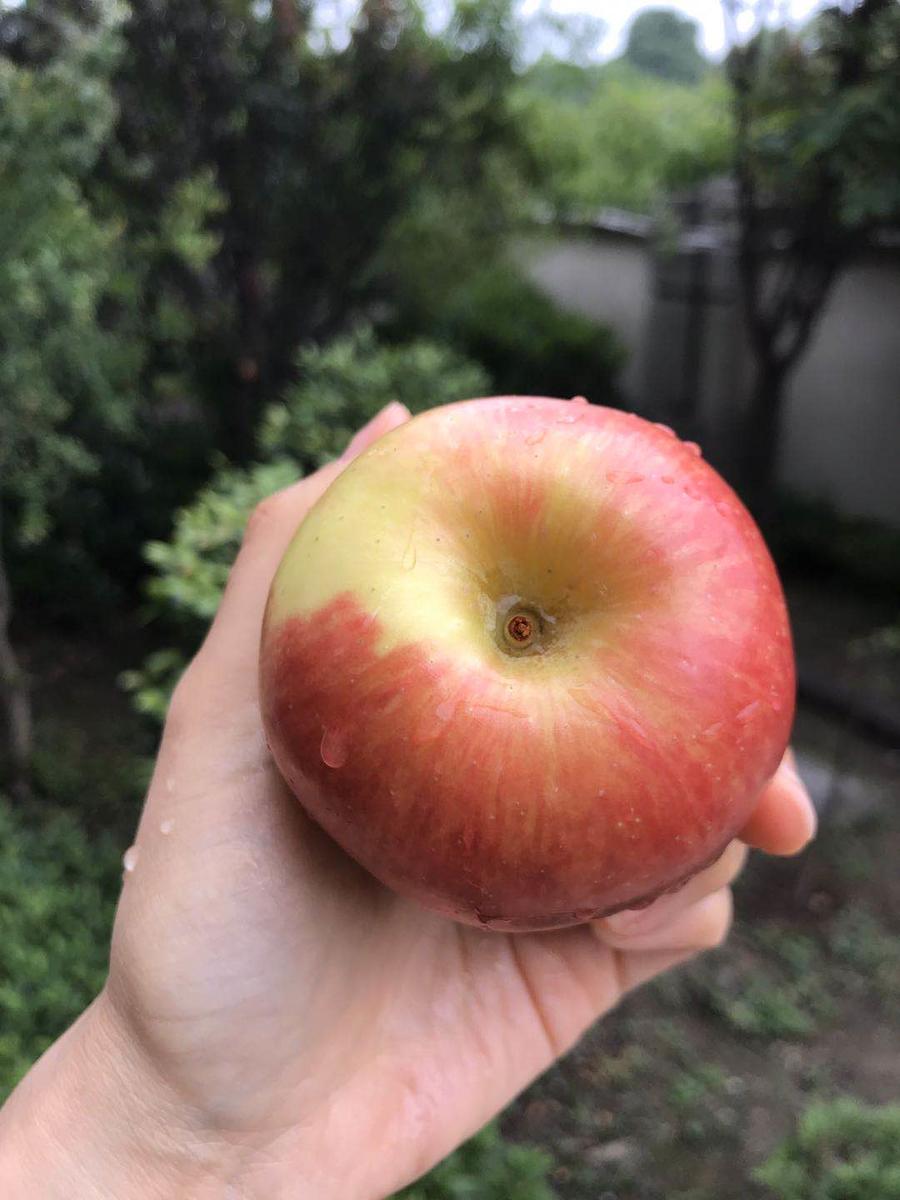 【智利神仙果】～被誉为"南半球醉好吃苹果".