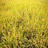 广东稻香楼软香米5kg农家米水稻米袋装新鲜大米籼米长粒香米10斤 商品缩略图4