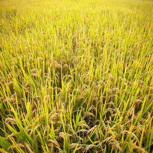 广东稻香楼软香米5kg农家米水稻米袋装新鲜大米籼米长粒香米10斤 商品图4