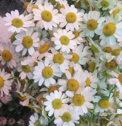 配花-洋甘菊 商品图0