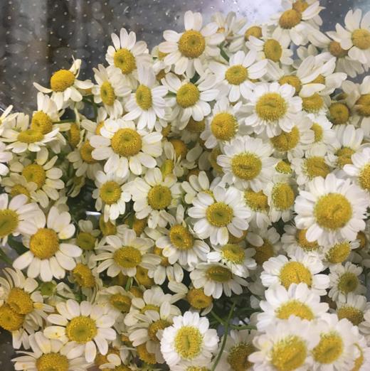 配花-洋甘菊 商品图1