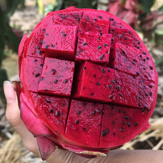 京都一号红心火龙果中大果 (水果)