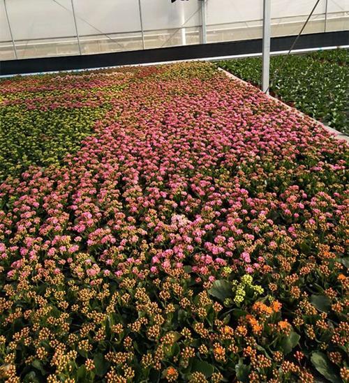 云南长寿花鲜花盆栽易存货花期长颜色随机发货