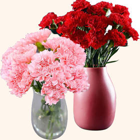 单头康乃馨(18-20支)