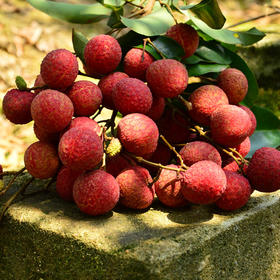 白糖罂荔枝嫩白软滑，平均能达到19°蜜甜