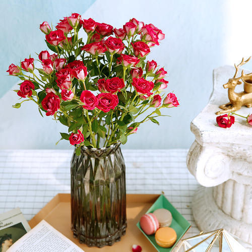 粉红女郎玫瑰(多头)