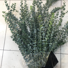 配叶-昆明尤加利小叶-多支