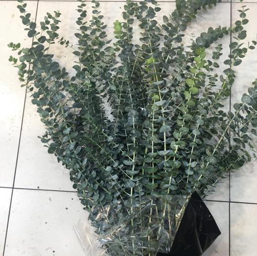 配叶-昆明尤加利小叶-多支 商品图0