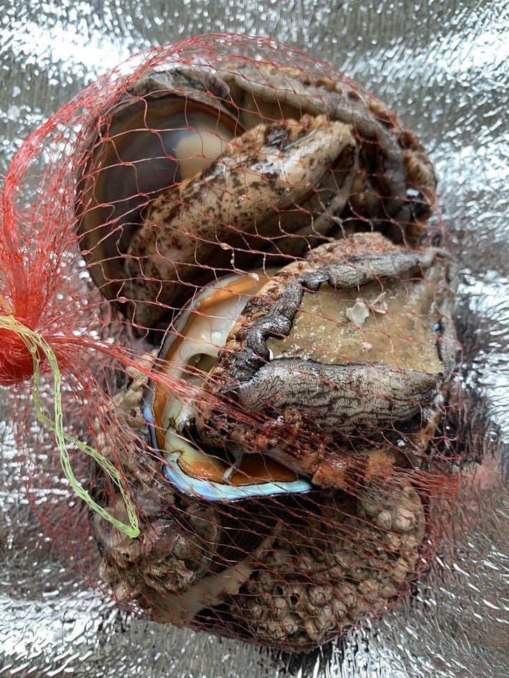 肉身能做刺身外壳可以熬汤吃海草长大布满藤壶的深海鲍鱼