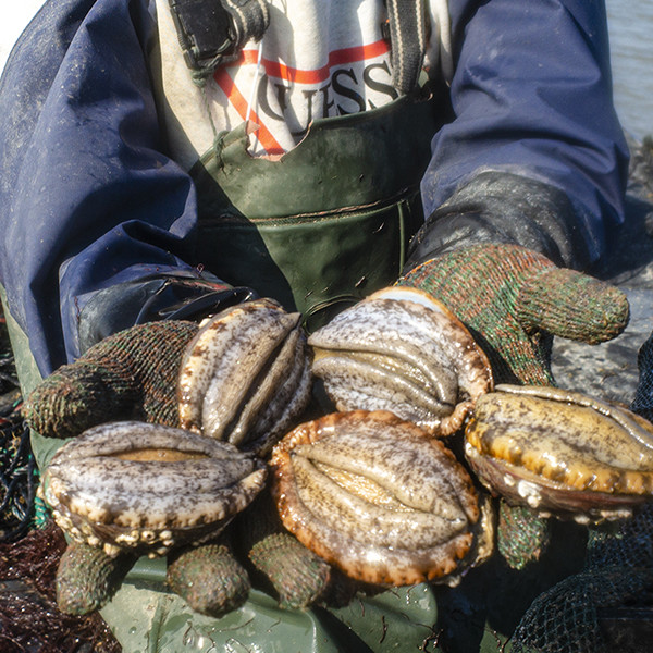 肉身能做刺身外壳可以熬汤吃海草长大布满藤壶的深海鲍鱼